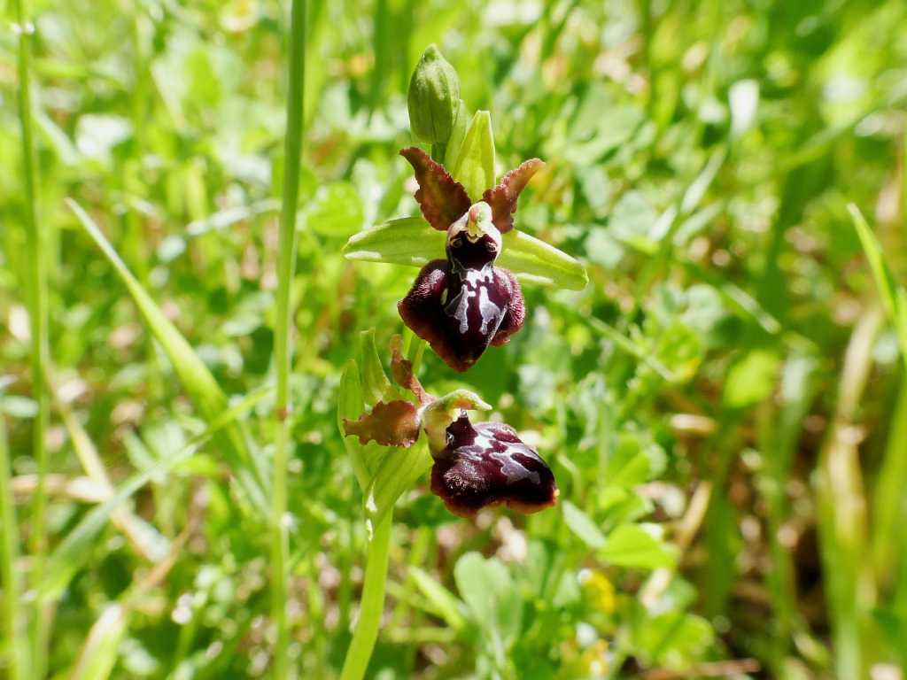 Ophrys di Ostia